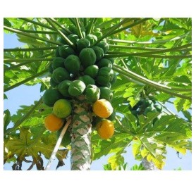 Papaya Plant